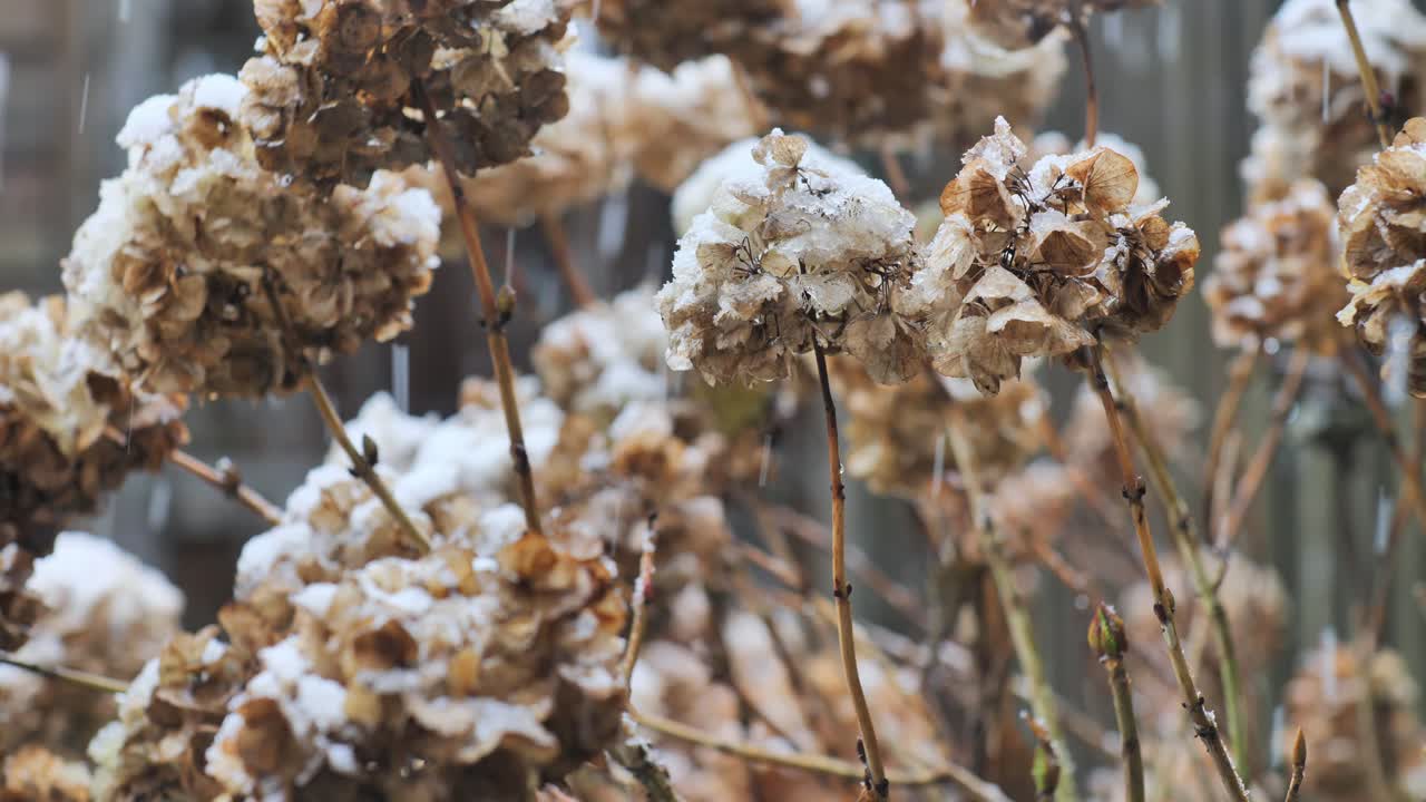 Primer plano de pétalos marrones y marchitos cubiertos de nieve en polvo y cristales de hielo durante una fría nevada invernal