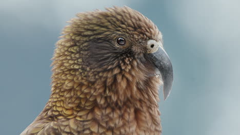 endemic alpine kea parrot in fiordland national park in new zealand