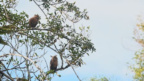 Baby-bird-on-the-top-stretches-its-wing-while-the-mother-bird-looks-down-resting-for-the-night-hunt-and-feeding,-Buffy-Fish-Owl-Ketupa-ketupu,-Fledgling-and-Mother,-Thailand