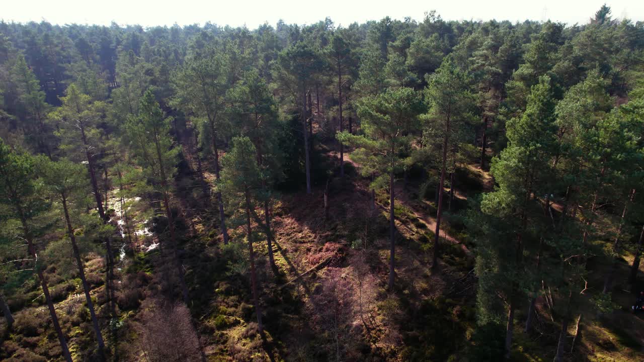 Cinematic aerial drone footage looking down on the canopy of a native Scots pine forest in Scotland with shafts of light highlighting heather and the green mossy carpet of the forest floor