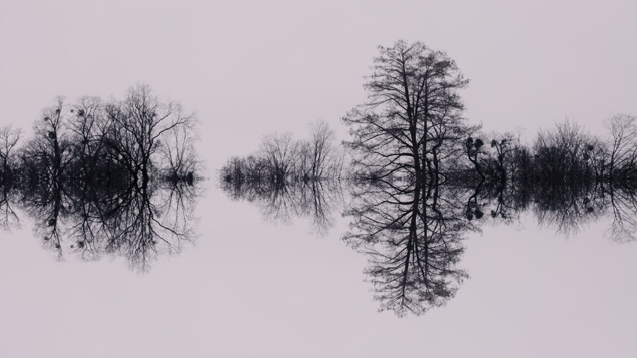 Reflective Forest Scene