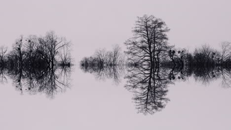 reflective forest scene