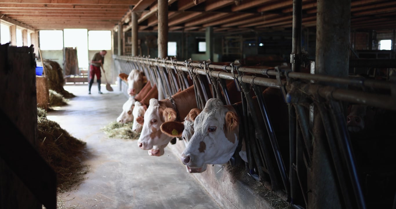 Cows Eating Hay in a Barn with a Farmer Working