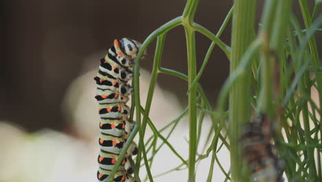 Foto-Macro-De-Una-Oruga-De-Mariposa-De-Cola-De-Golondrina-Mientras-Sube-A-Lo-Largo-De-Una-Rama-De-Anís