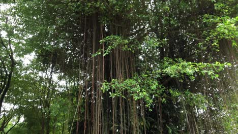 árboles viejos en un parque local en bangladesh