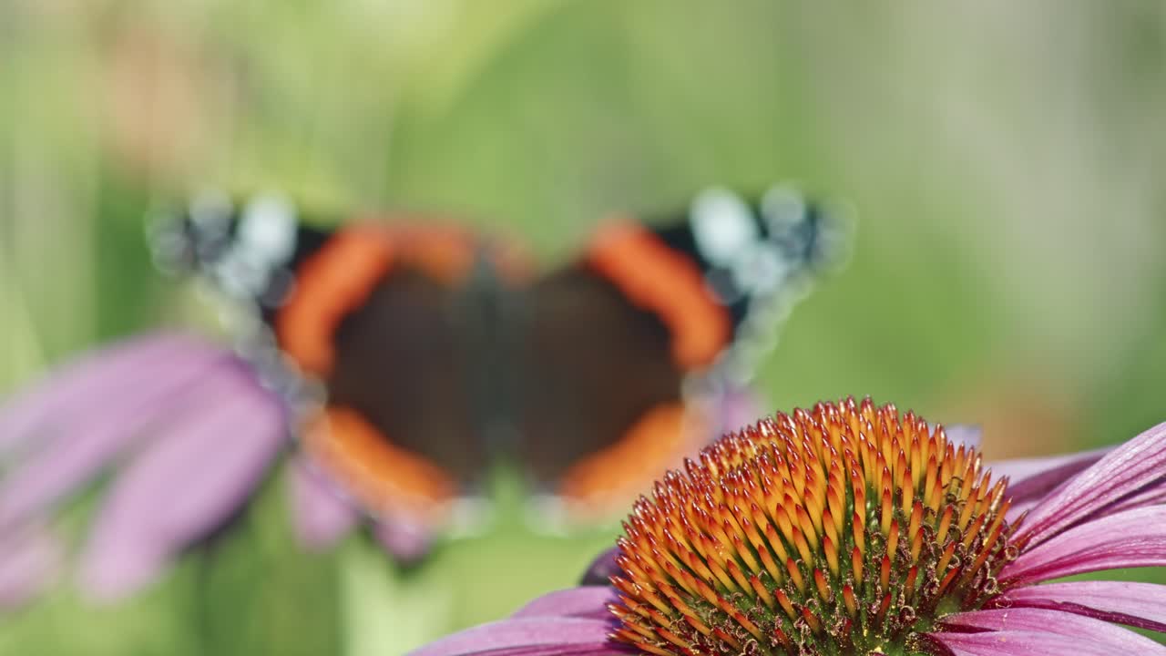 mariposa almirante roja sobre coneflower púrpura en el jardín - enfoque selectivo