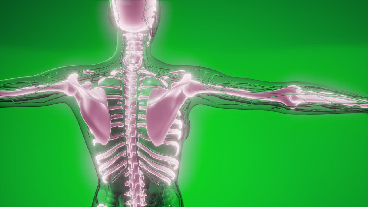 cuerpo humano transparente con huesos visibles