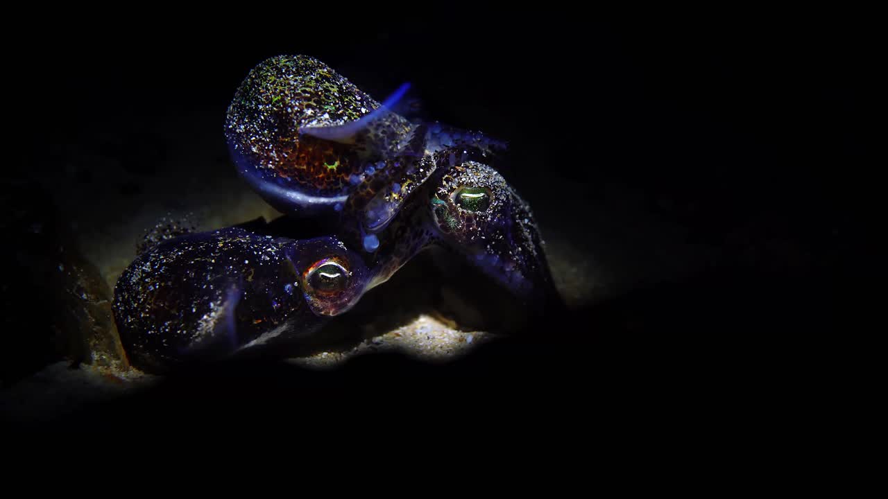 mating Southern Bobtail Squid at night Euprymna tasmanica 4k 25fps