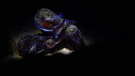 mating southern bobtail squid at night euprymna tasmanica 4k 25fps