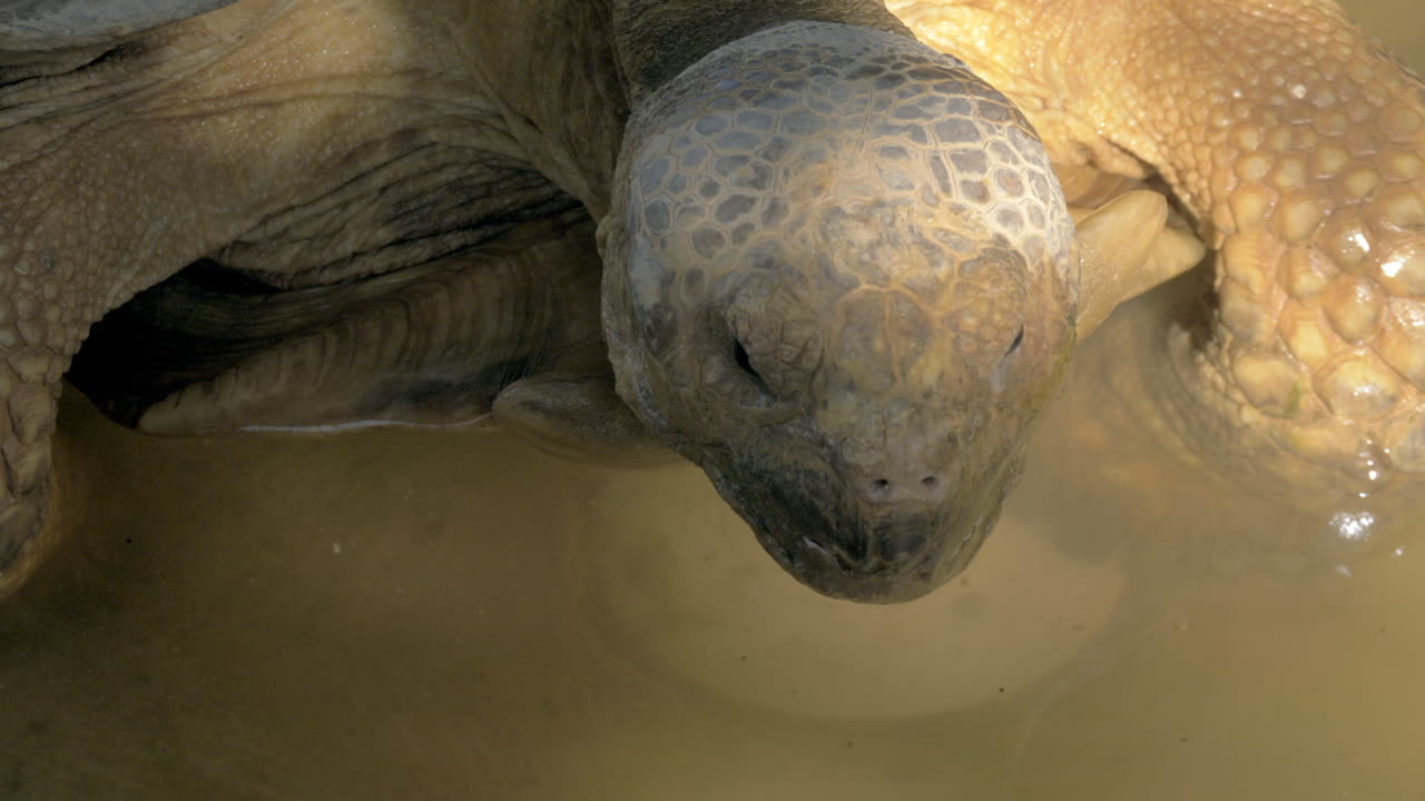Large turtle in water