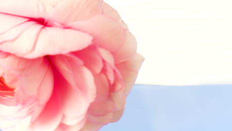 close-up of a beautiful pink flower