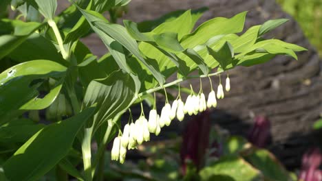 Soiomons-Siegel-Wiegt-Sich-In-Der-Brise-In-Einem-Sonnigen-Garten-Mit-Unscharfem-Hintergrund