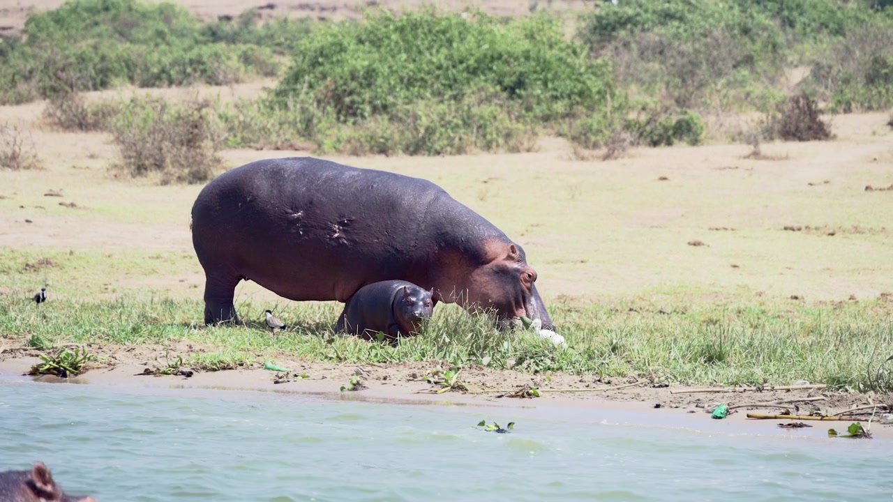 Flodhest (Hippopotamus amphibius) hunn med en liten unge som beiter langs Kazinga-kanalen, Queen Elizabeth nasjonalpark, Uganda.