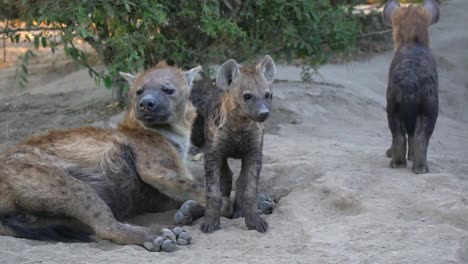 wildlife in botswana