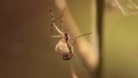 close up macro shot of a spider grabbed the victim and wrapped it in a web.