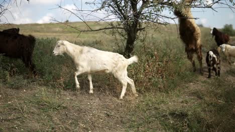 goats grazing outdoors, eating leaves from the trees while woman staring on them from the side