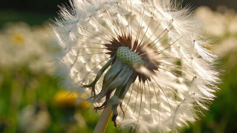 dandelion in sunlight