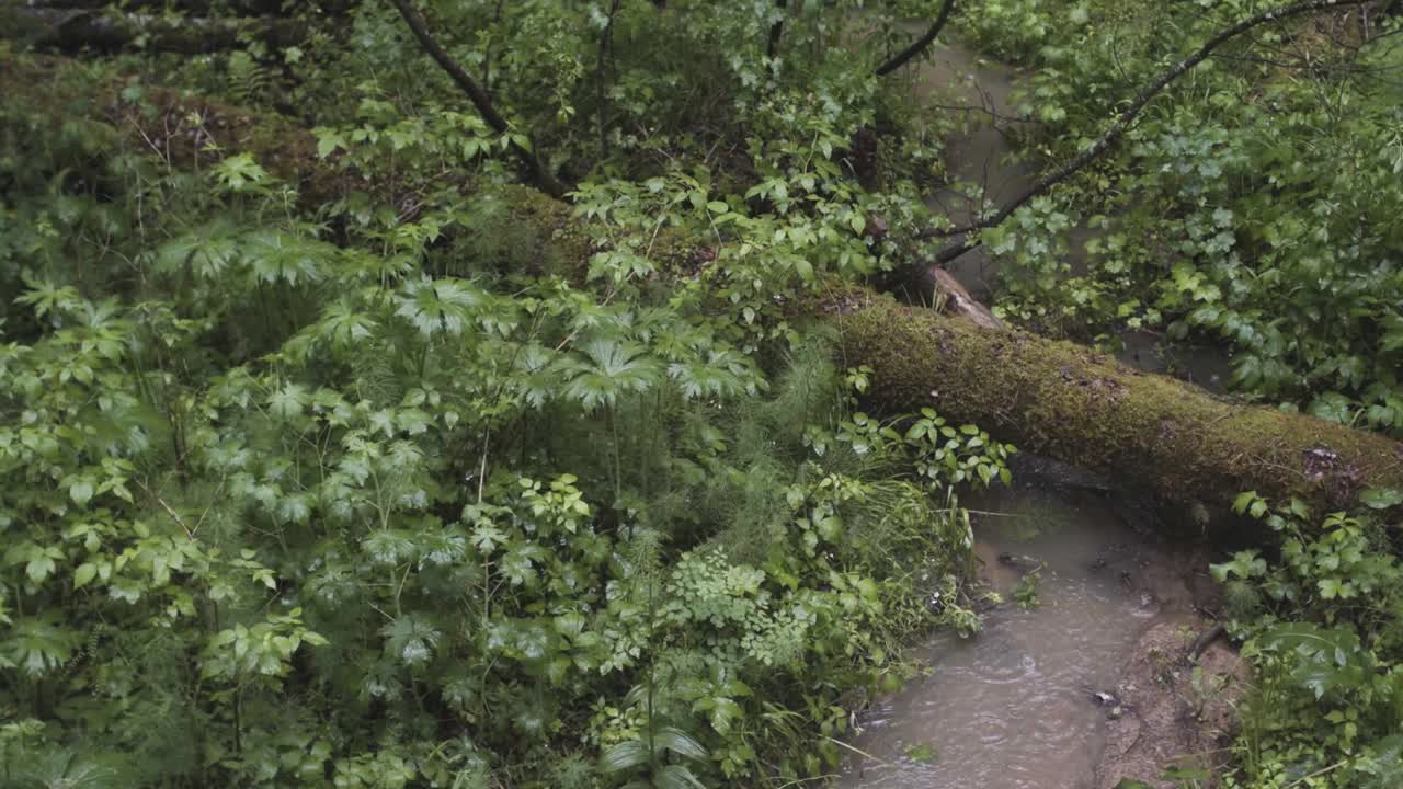 arroyo forestal con troncos caídos