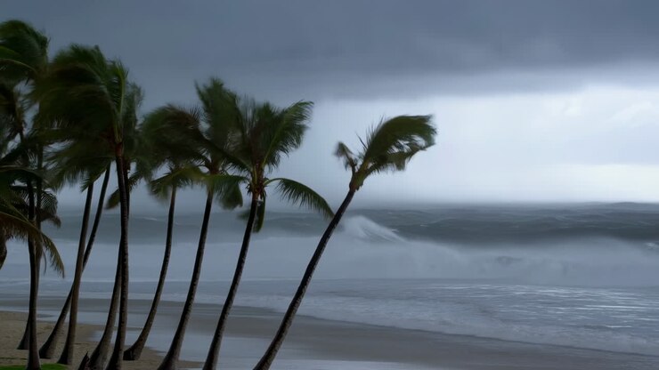 Palm Trees Swaying in Strong Wind on a Stormy Tropical Beach