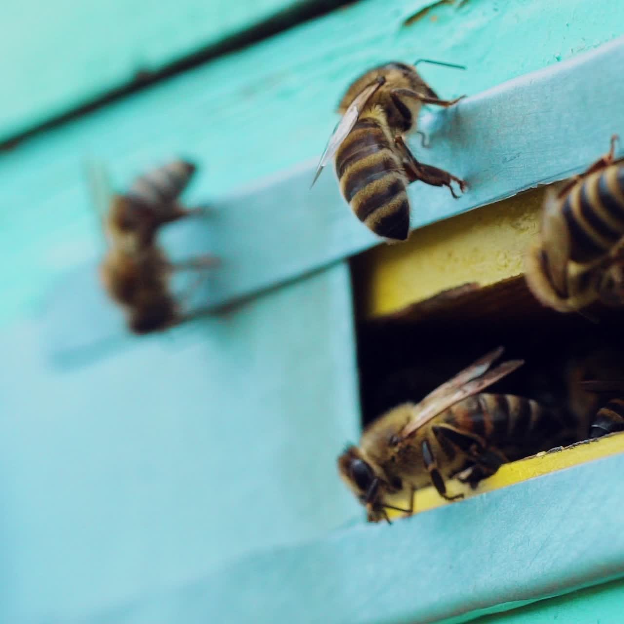 Bees swarm near the entrance to the hive. Life of worker bees. Apiary. Slow motion