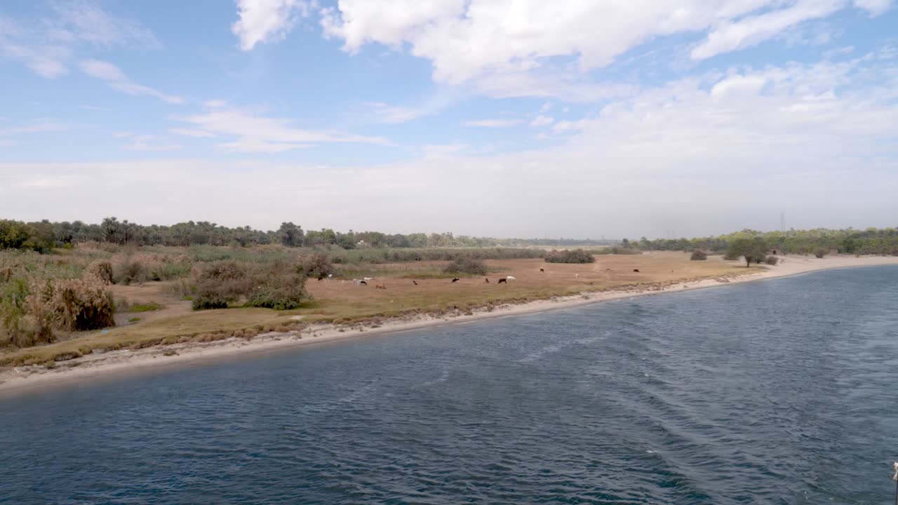 Agricultural fields with cows on them next to the Nile river, Egypt.