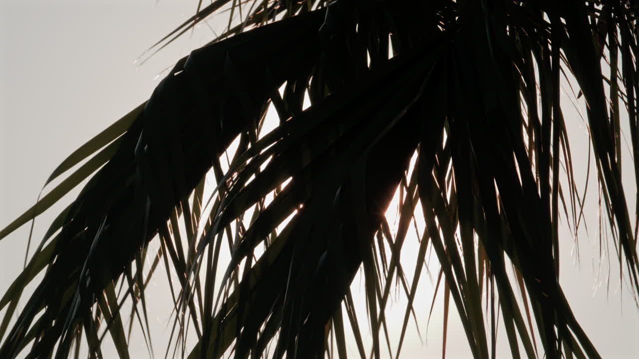 View of sunlight filtering through tropical palm leaves in the afternoon