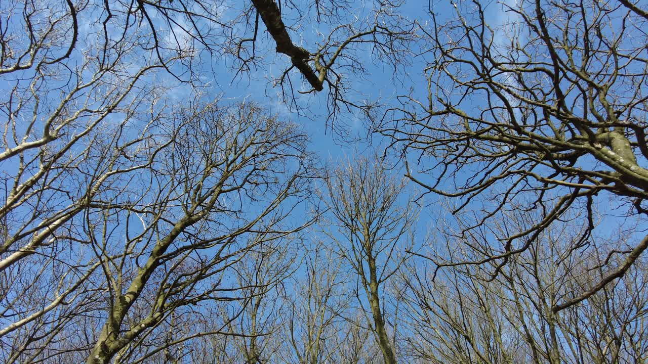 Tree canopy in winter with bare branches and blue sky