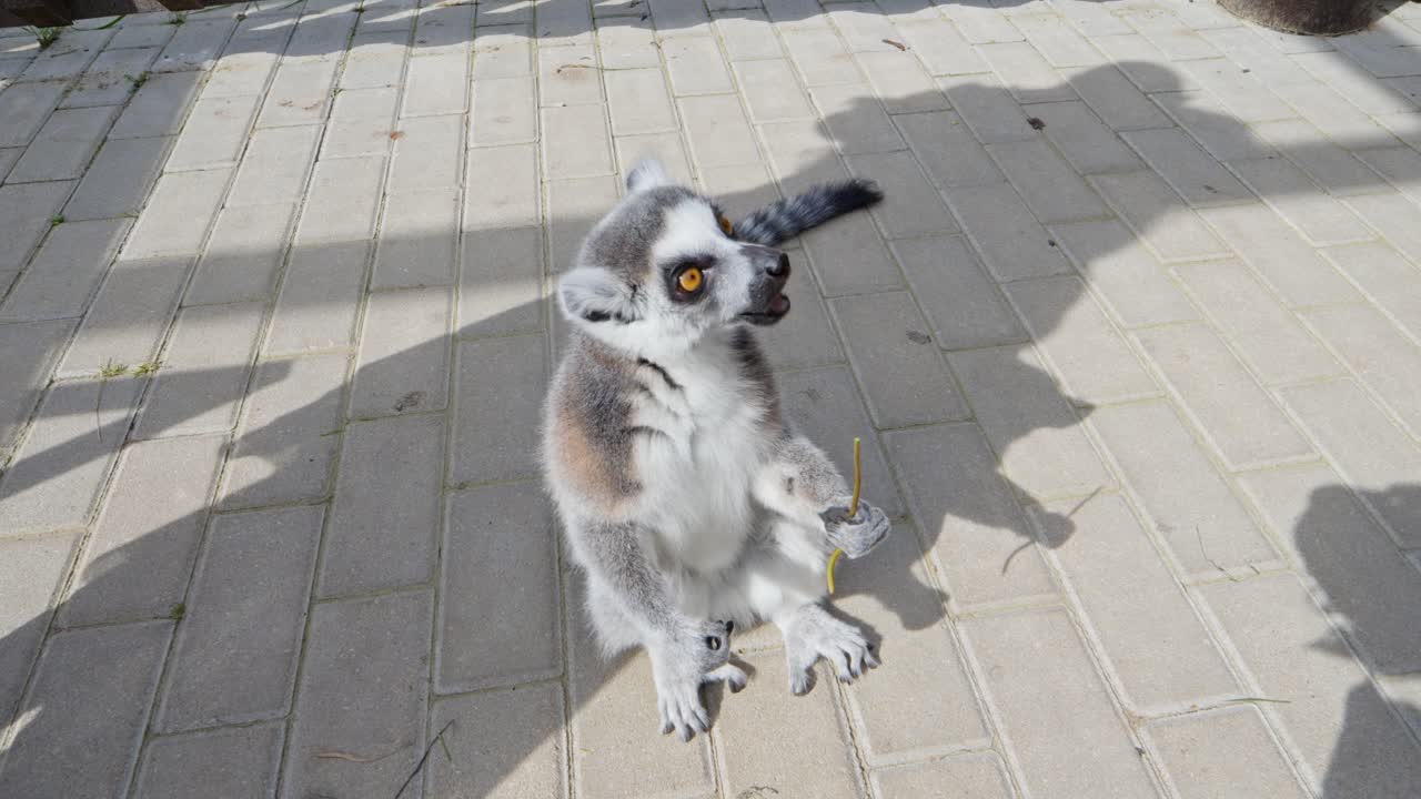 Ring-tailed Lemur Eating Flower In The Zoo. - closeup shot