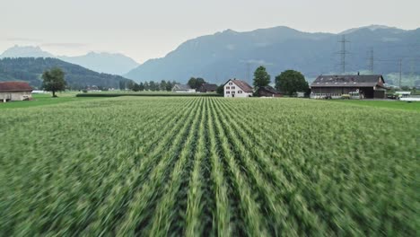 Bauernhof-Auf-Dem-Land-Und-Wachsendes-Maisfeld,-Schnell-Auf-Gebäude-Zufliegen