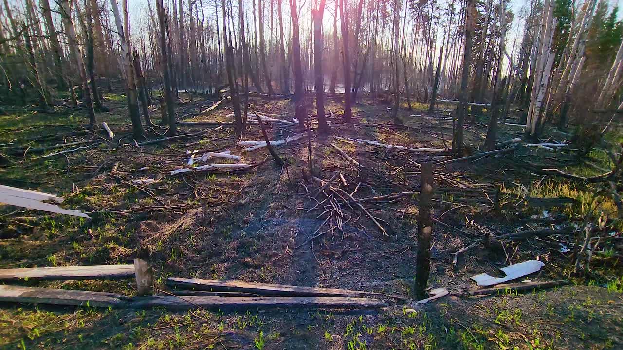 Sunlit aftermath of a forest fire with charred trees and debris, backlit scene with lens flare