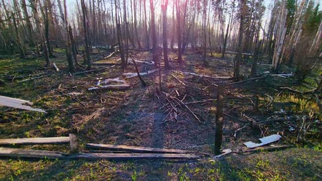 sunlit aftermath of a forest fire with charred trees and debris, backlit scene with lens flare