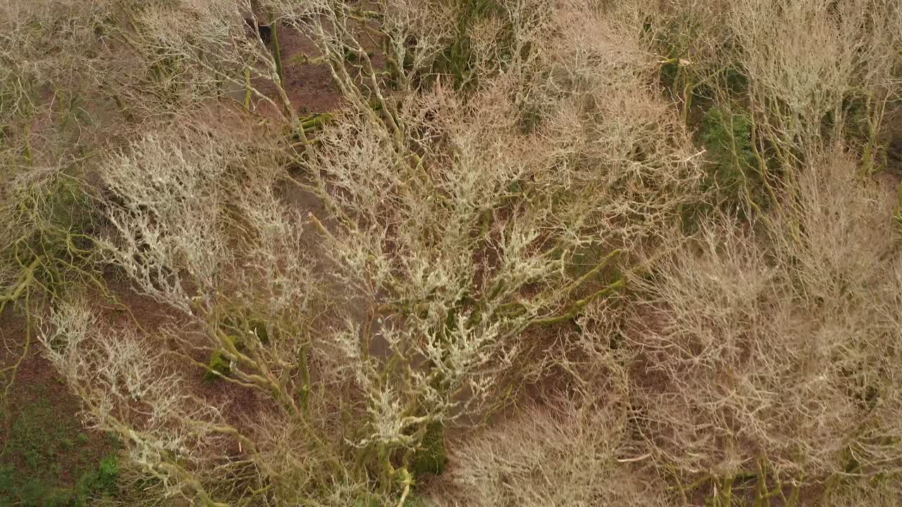 Storm ravaged forest floor with debris, fallen branches, and wet soil, drone overview,, Barna Woods, Galway Ireland