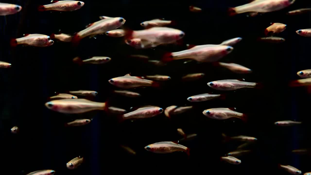 красивые маленькие рыбки плавают вокруг