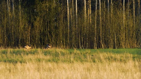 two wild european roe deers eating in a green meadow, sunny spring evening, golden hour, medium shot from a distance