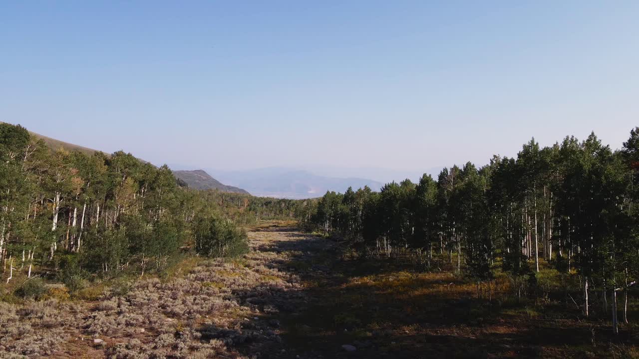 Guardsman Pass, Utah, drone che si alza attraverso una fitta pineta e si affaccia sulla valle