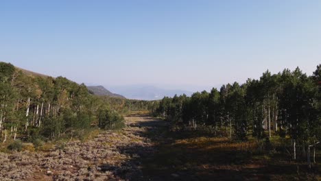 Guardsman-Pass,-Utah,-drone-rising-through-dense-pine-tree-forest-overlooks-into-valley