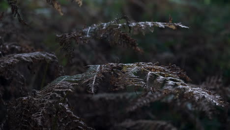 el viento sopla y la luz del sol otoñal ilumina las plantas de helecho comunes en un bosque inglés