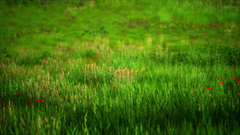 tuscany landscape with beautiful green hills springtime