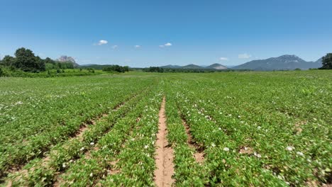 rows of green crops on agricultural field - aerial flying dolly in