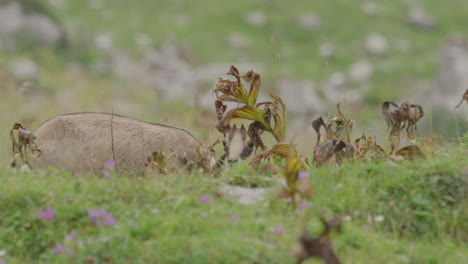 Close-up-of-group-of-Chamois-with-cubs-grazing