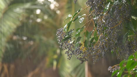 raindrops on a berry tree branch