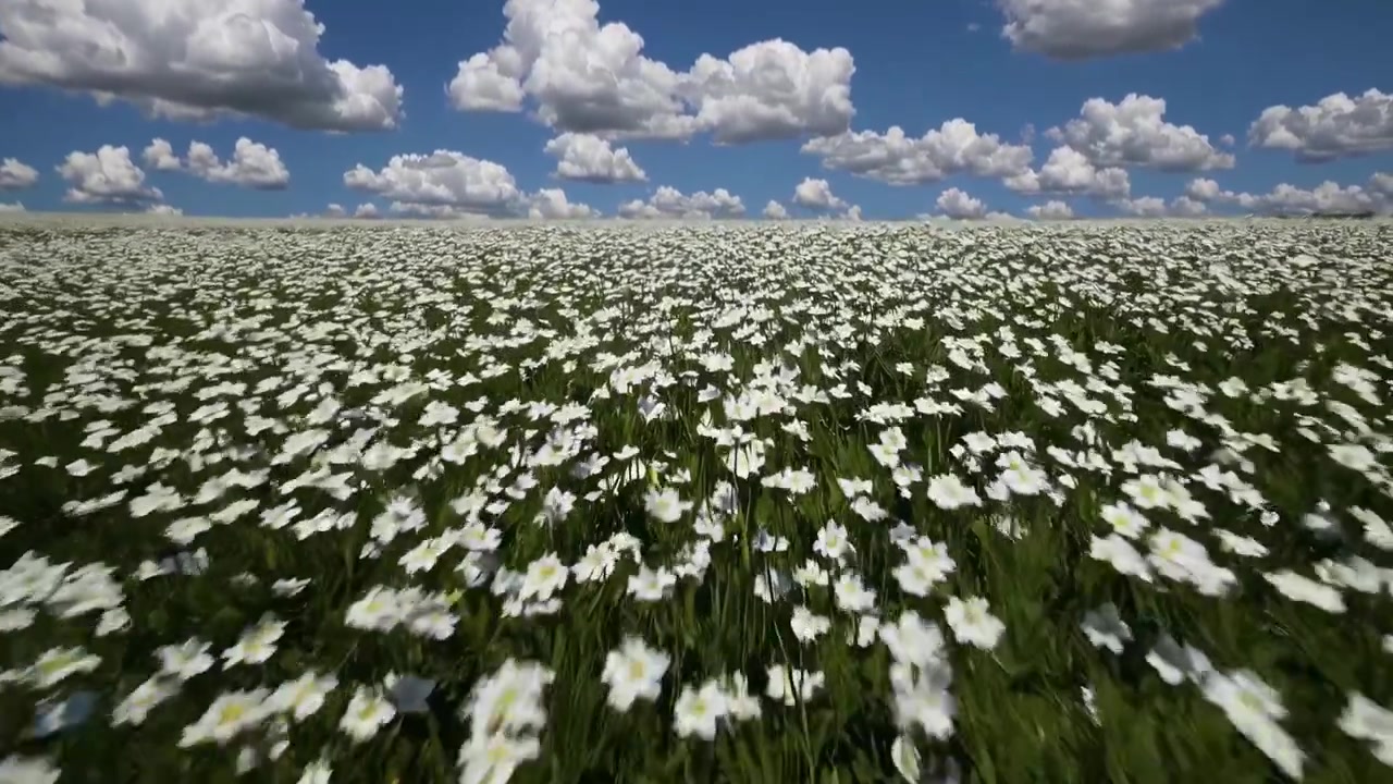 Inquadratura dal basso di fiori bianchi che sbocciano in un campo soleggiato