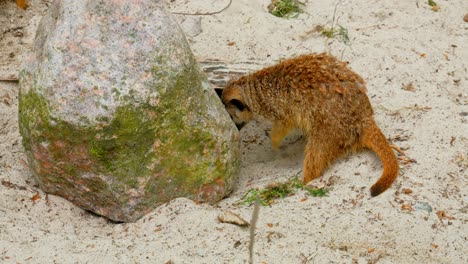 meerkat digging sand behind big rock. slow motion