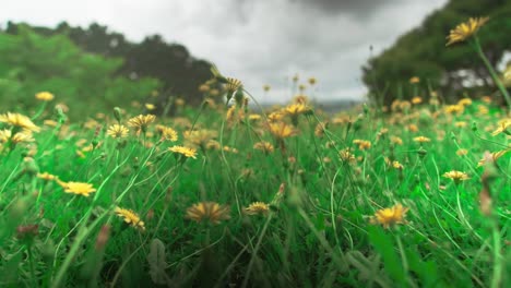 pequeño campo de flores amarillas silvestres en nueva zelanda