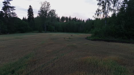 Aerial-view-around-a-white-tailed-deer-on-a-field-near-the-forest-line-in-Scandinavia