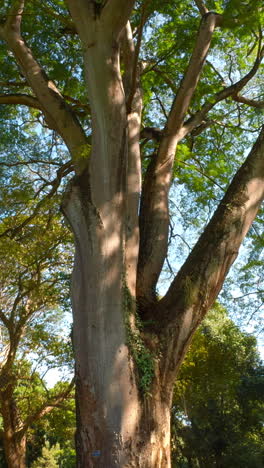 large tree in a garden