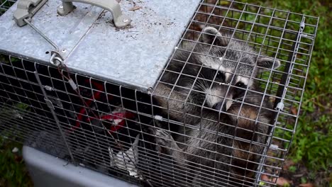 urban raccoon captured in cage for release back into the wild