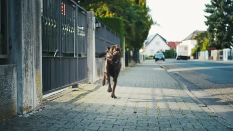 brown labrador dog running towards camera on sidewalk, super slowmotion, funny face expression, animal comedy