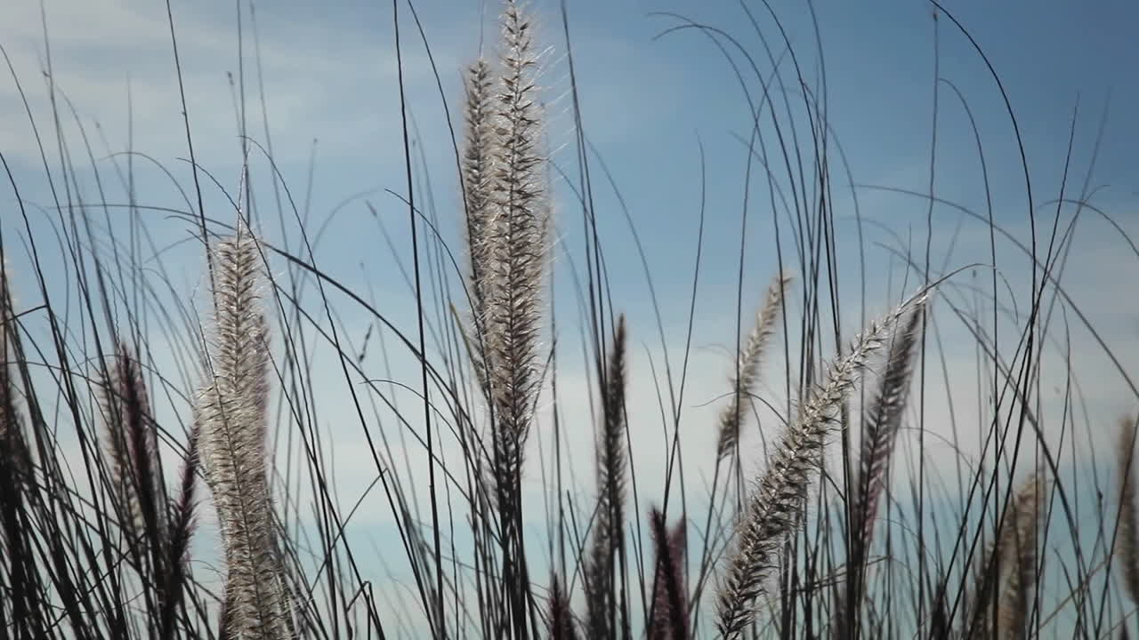 부드러운 바람이 야생초 사이로 불어온다