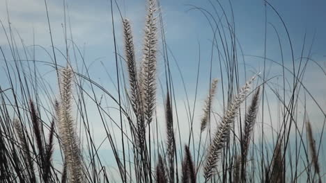 Gentle-winds-blow-through-wild-grasses